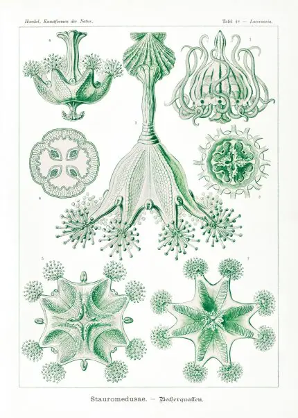 Haeckel Kadeh Denizanaları