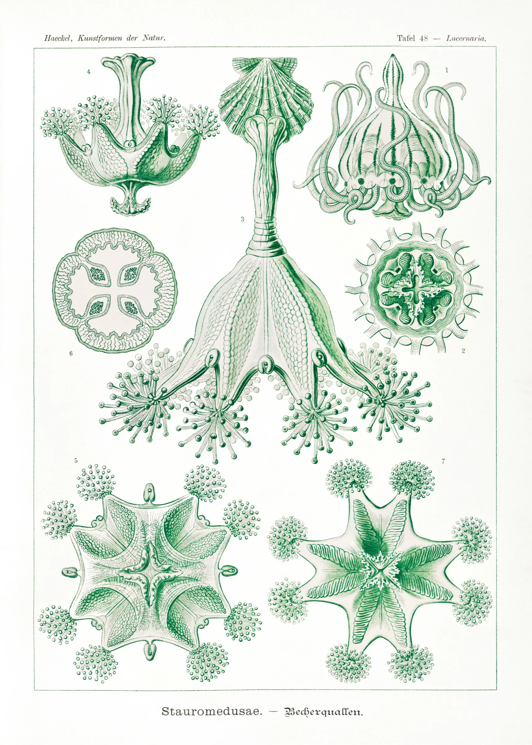 Haeckel Kadeh Denizanaları Haeckel Kadeh Denizanaları