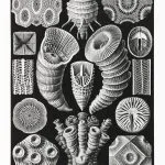 Haeckel Yıldız Mercanları