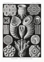 Haeckel Yıldız Mercanları
