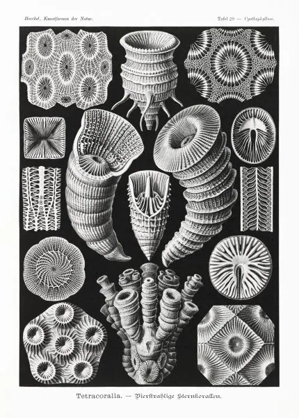Haeckel Yıldız Mercanları