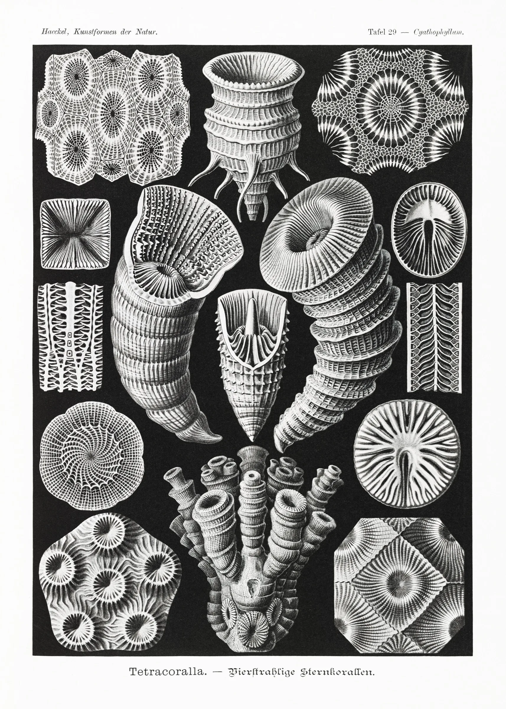 Haeckel Yıldız Mercanları Haeckel Yıldız Mercanları