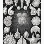 Haeckel Odacıklılar