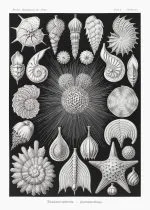 Haeckel Odacıklılar
