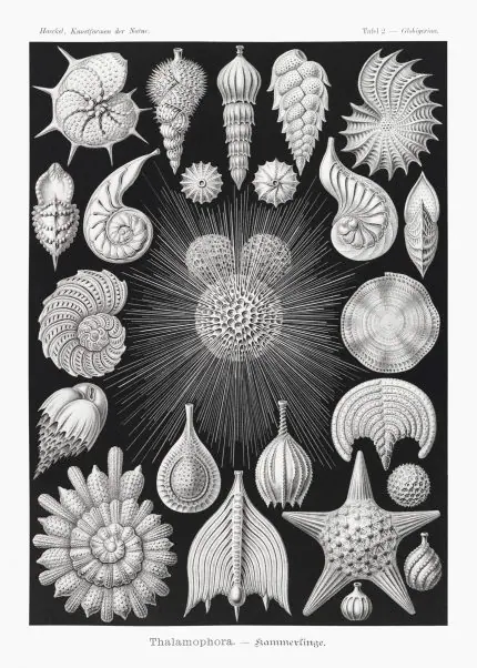Haeckel Odacıklılar