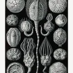 Haeckel Kese Yıldızları