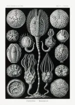 Haeckel Kese Yıldızları