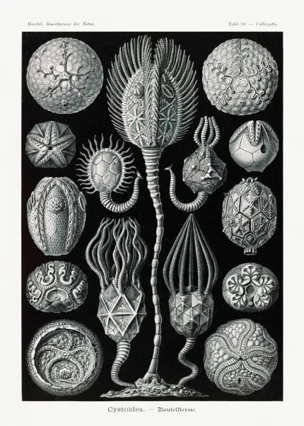Haeckel Kese Yıldızları