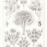 Haeckel Kamçılılar