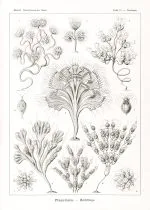 Haeckel Kamçılılar