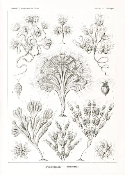 Haeckel Kamçılılar
