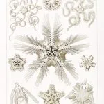 Haeckel Yılan Yıldızları