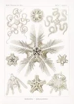 Haeckel Yılan Yıldızları