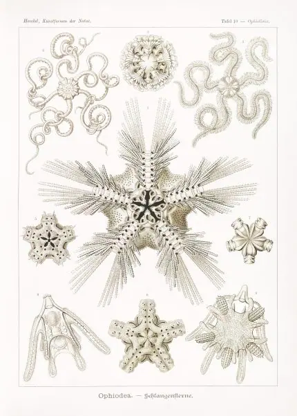 Haeckel Yılan Yıldızları