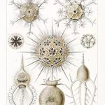 Haeckel Boru Işınlıları
