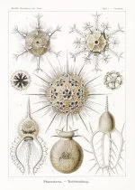 Haeckel Boru Işınlıları