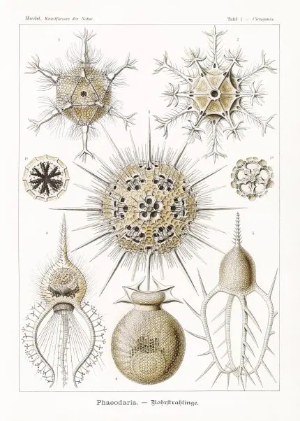 Haeckel Boru Işınlıları