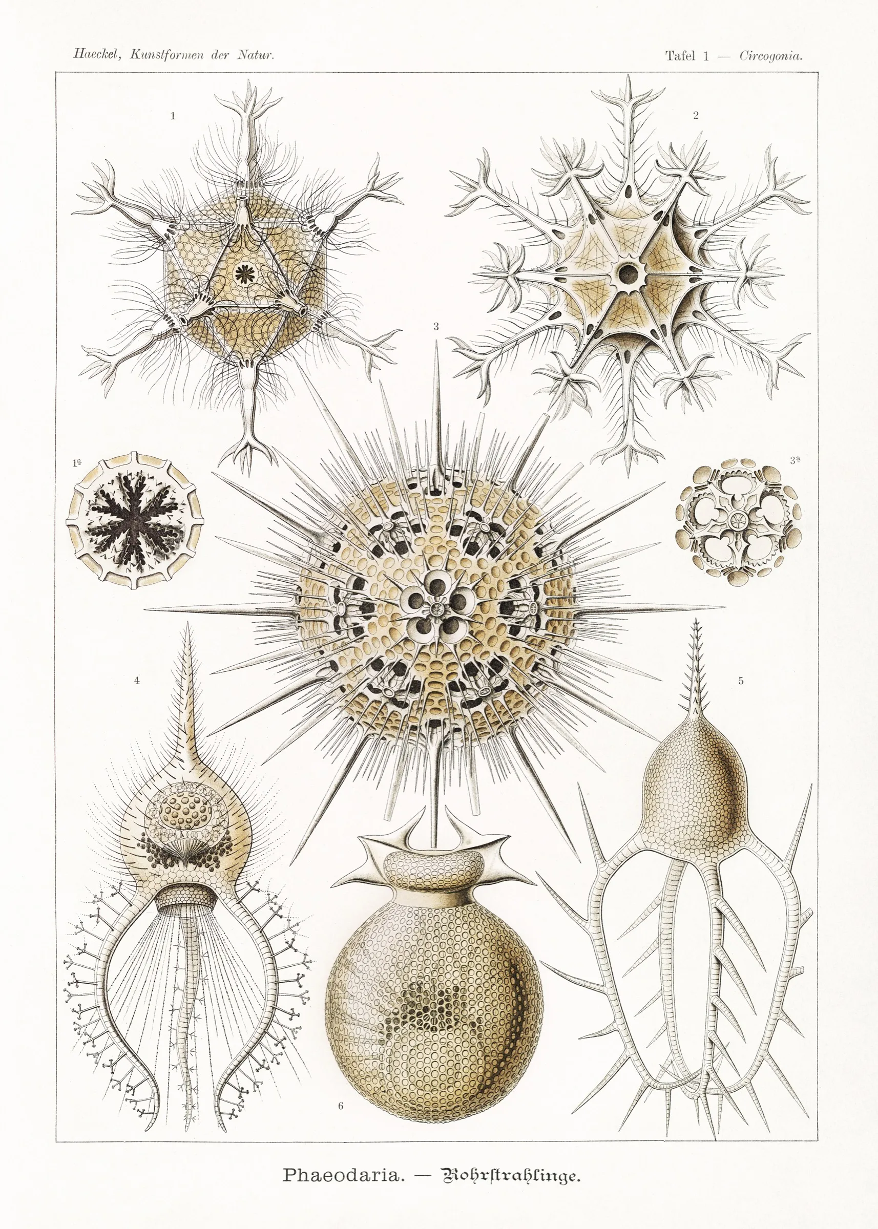 Haeckel Boru Işınlıları Haeckel Boru Işınlıları
