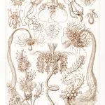 Haeckel Boru Polipleri