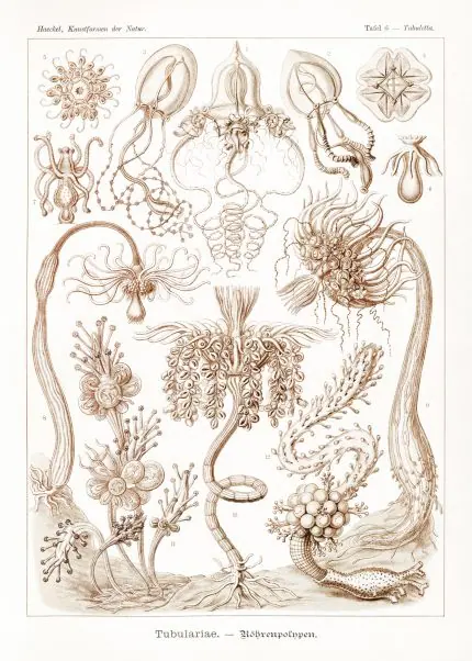 Haeckel Boru Polipleri