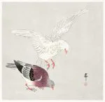 İki Güvercin Koson