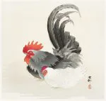Horoz ve Tavuk Koson