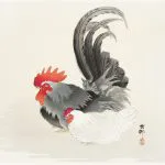 Horoz ve Tavuk Koson