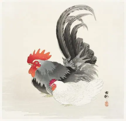 Horoz ve Tavuk Koson