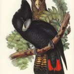 Kırmızı Kuyruklu Siyah Kakadu