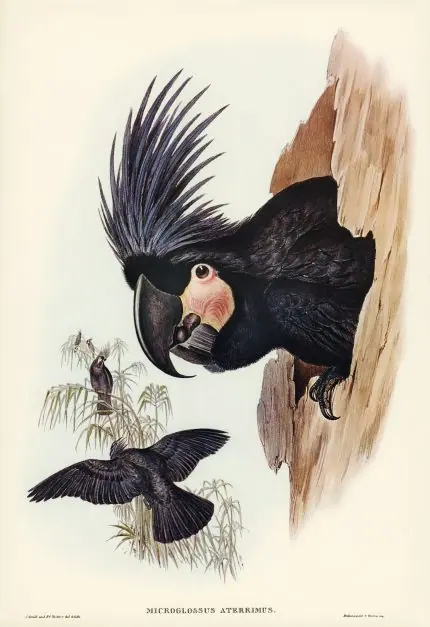 Palmiye Kakadusu