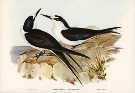 Elizabeth Gould