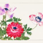Anemon ve Gerbera Baskısı