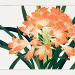 Clivia Ağaç Baskısı