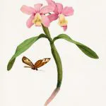 Cattleya Orkidesi Levhası