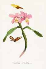 Cattleya Orkidesi Levhası