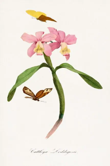 Cattleya Orkidesi Levhası