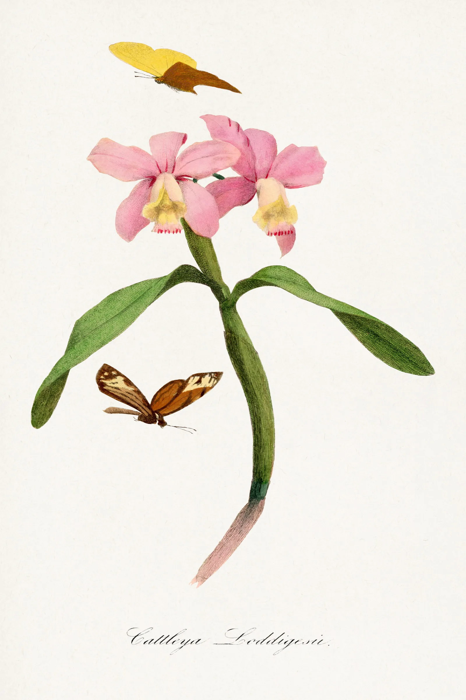 Cattleya Orkidesi Levhası Cattleya Orkidesi Levhası