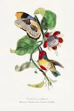 Çarkıfelek Dalında Kuş