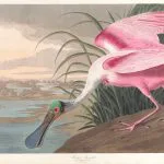 Pembe Kaşıkçı Kuşu