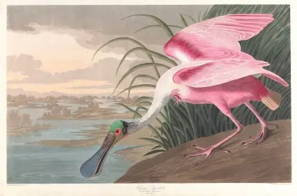 Pembe Kaşıkçı Kuşu