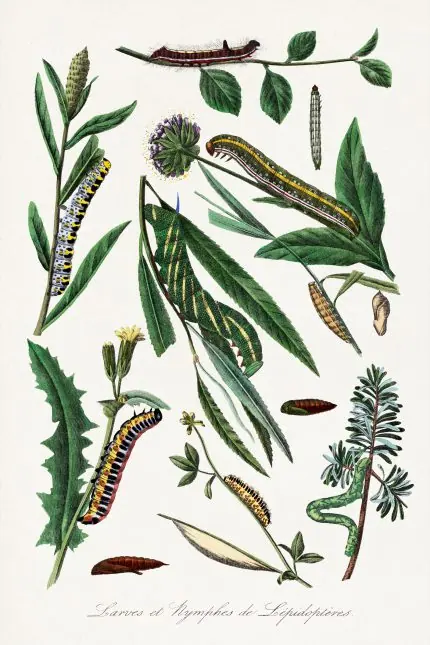 Paul Gervais