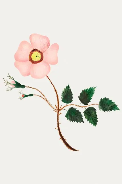 Mary Altha Nims