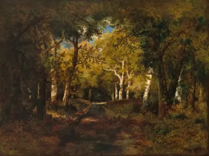 Orman İçi Aydınlık