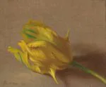 Sarı Lale Etüdü