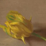 Sarı Lale Etüdü