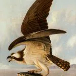 Balık Avlayan Balık Kartalı