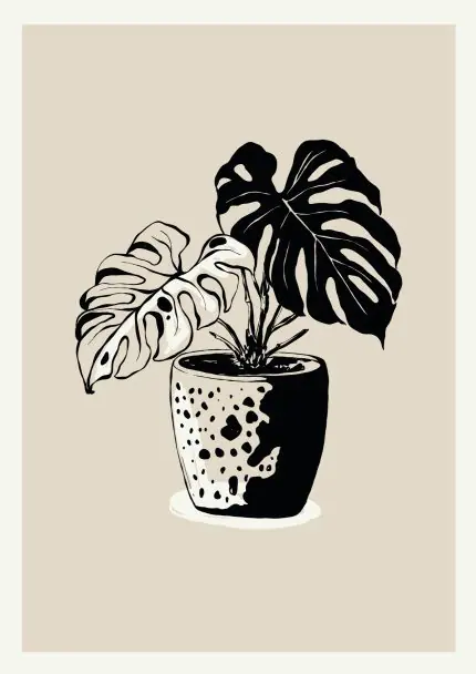 Benekli Saksıda Monstera