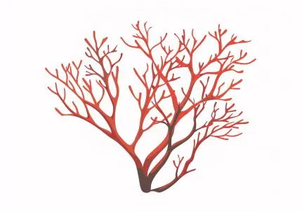 Kırmızı Mercan Dalı