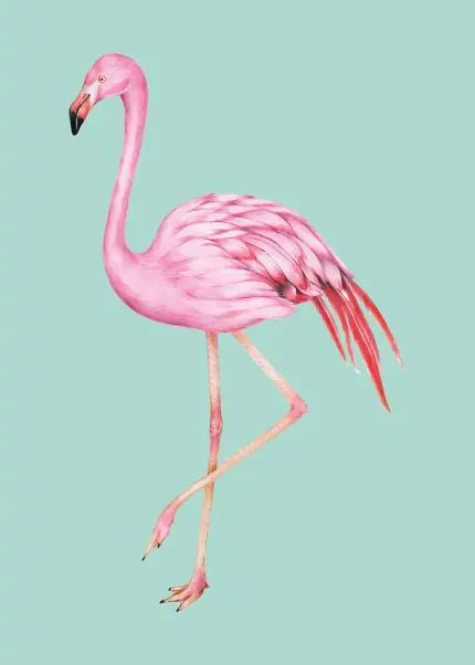 Turkuaz Zeminde Flamingo