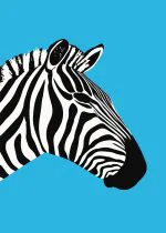 Mavi Zeminde Zebra